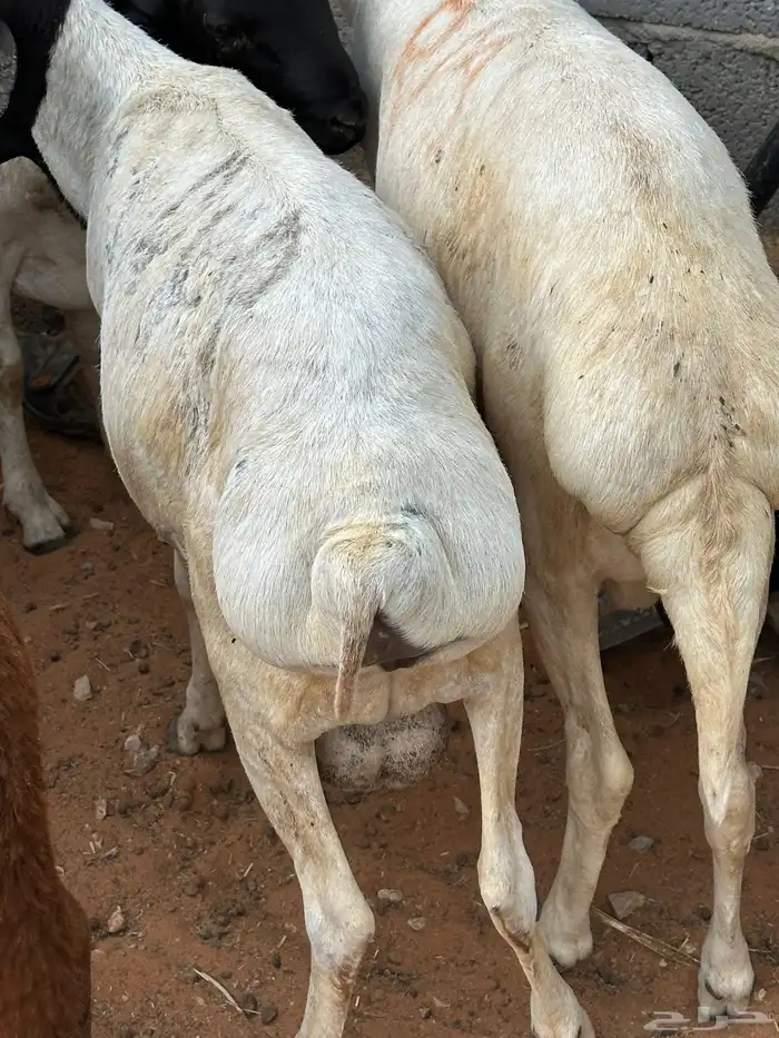 طليان برابر جذعان 14