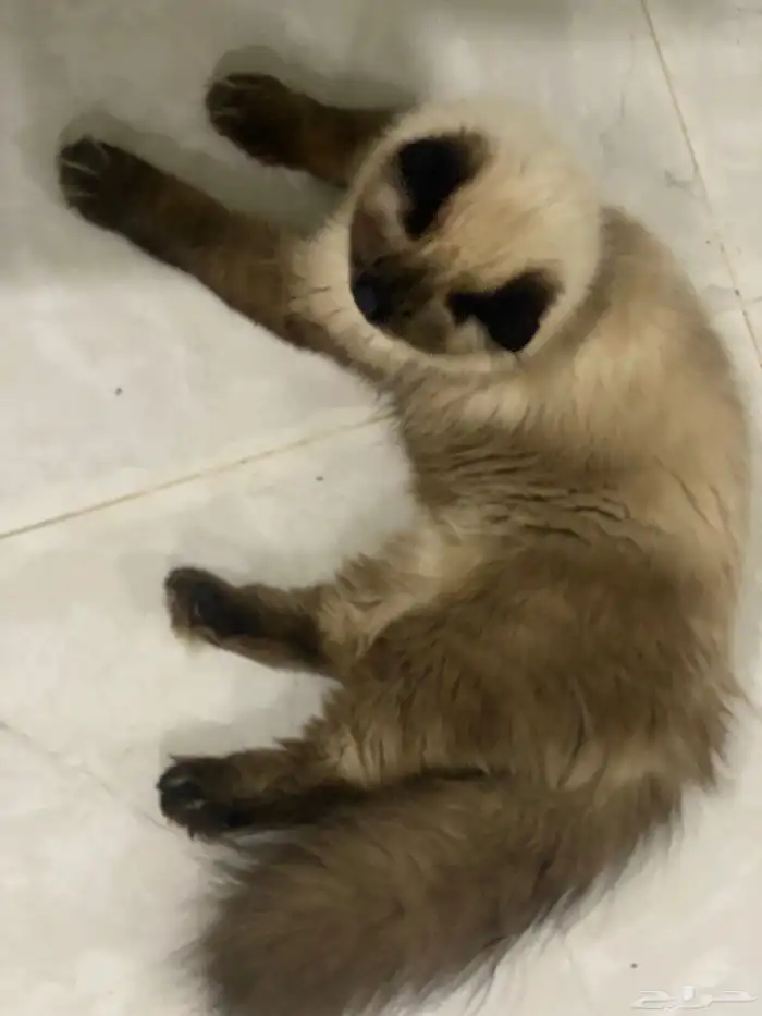 قطط هملايا للتبني 1