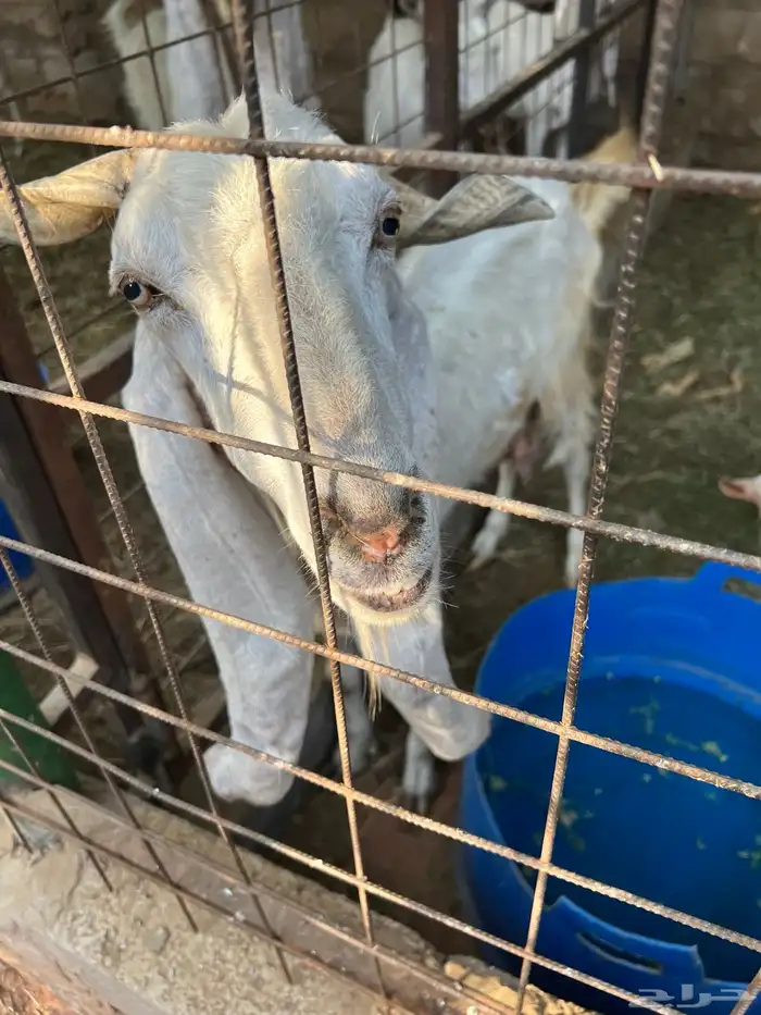 رياض الخبراء طريق ساق 1