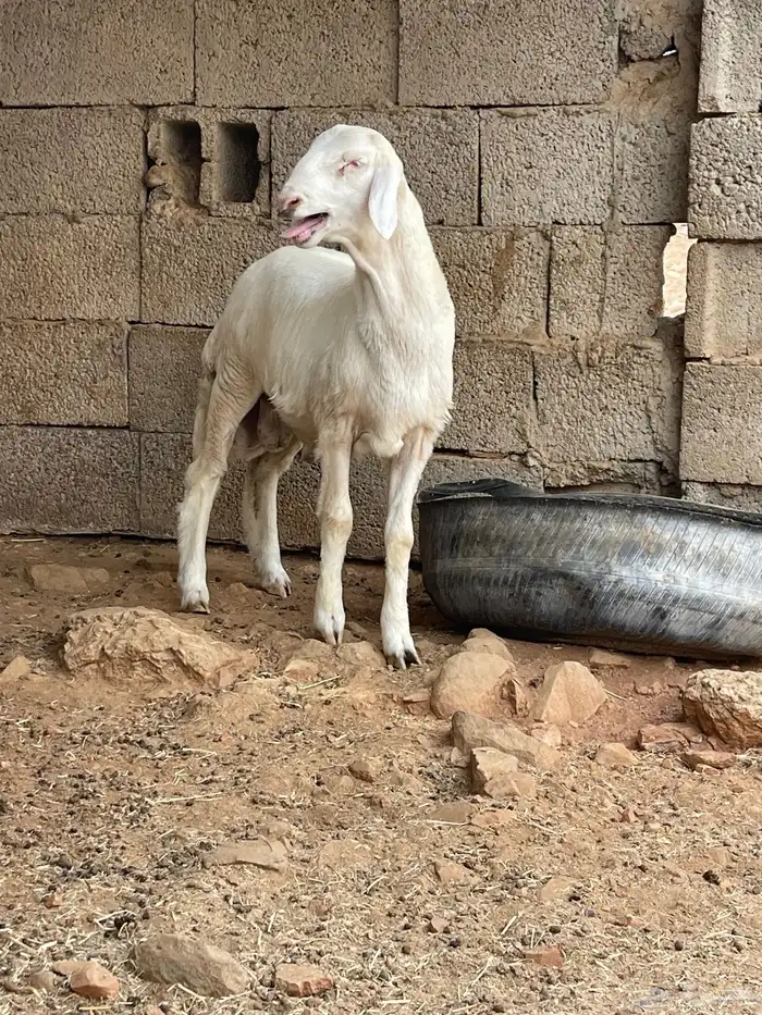 مشروع فحل حري فاخر توم 1