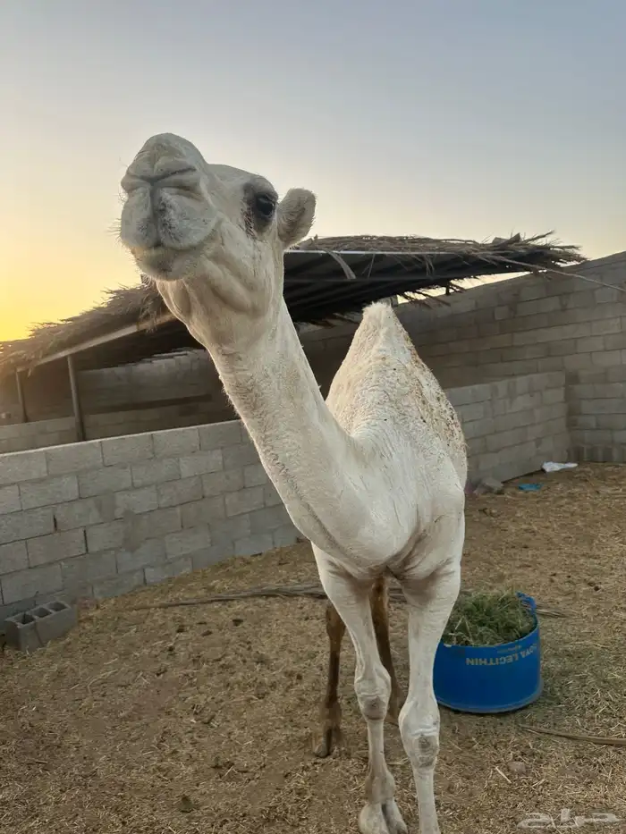 قعود سنه وشهرين 2