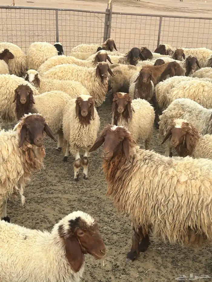 لبيع 1
