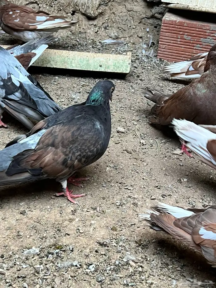 حمام مصري مالطي 45 سم 4