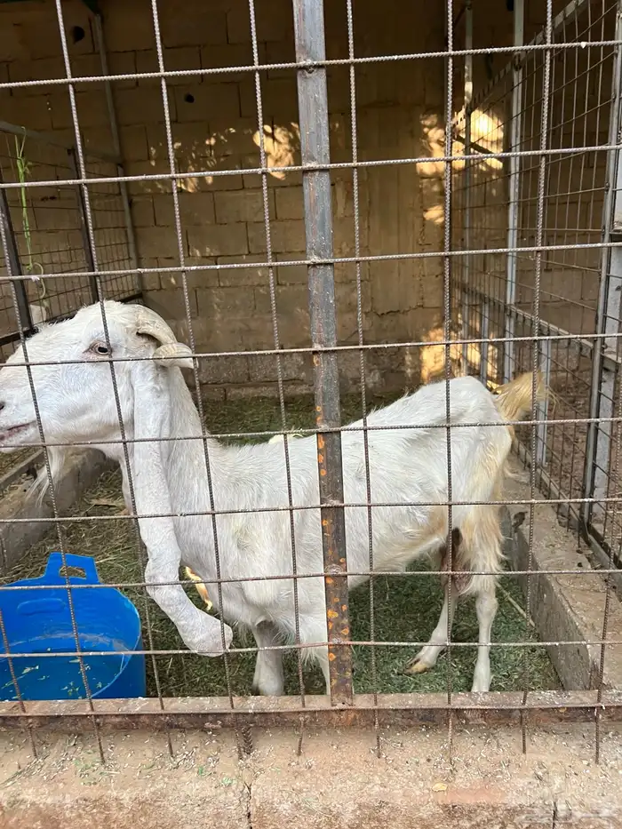 رياض الخبراء طريق ساق 2