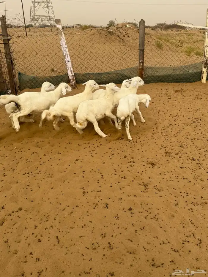 بهم تربيه المظيلف 4