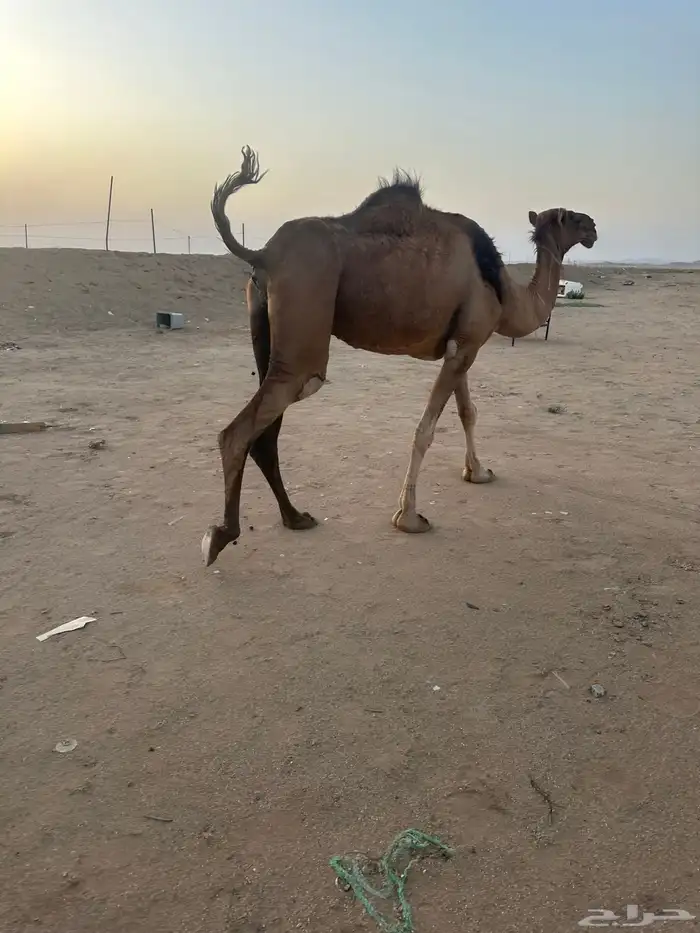 لقحة حمراء ساحليه 5