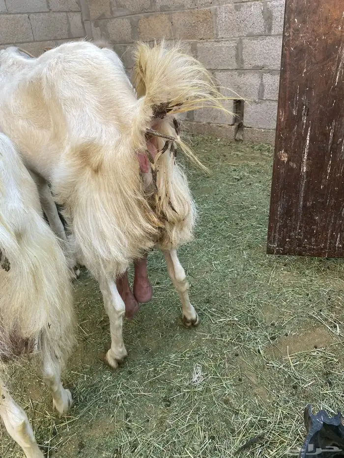 للبيع عنز هولندية معها جفرة 0