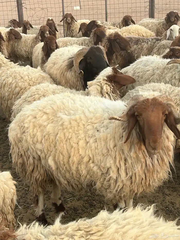 لبيع 3