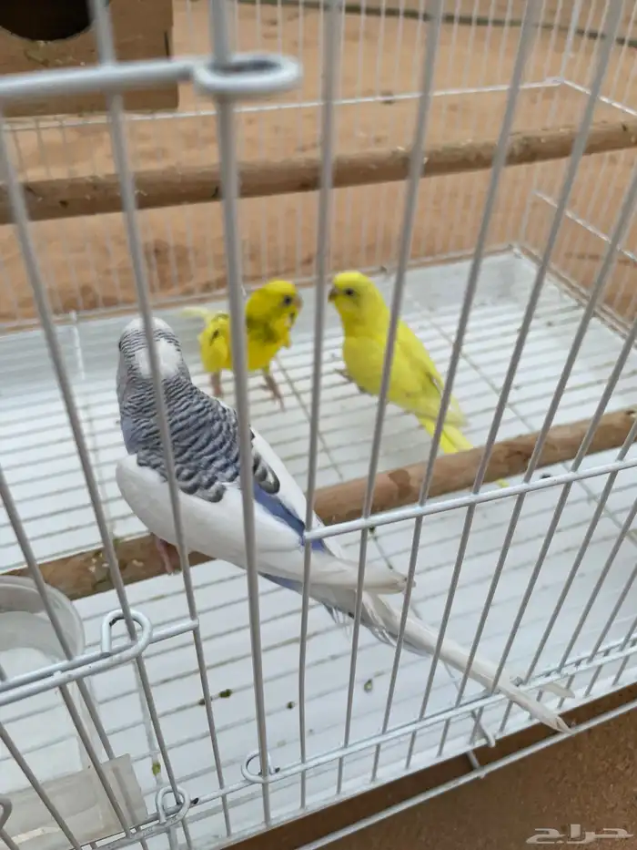 طيور حب 0