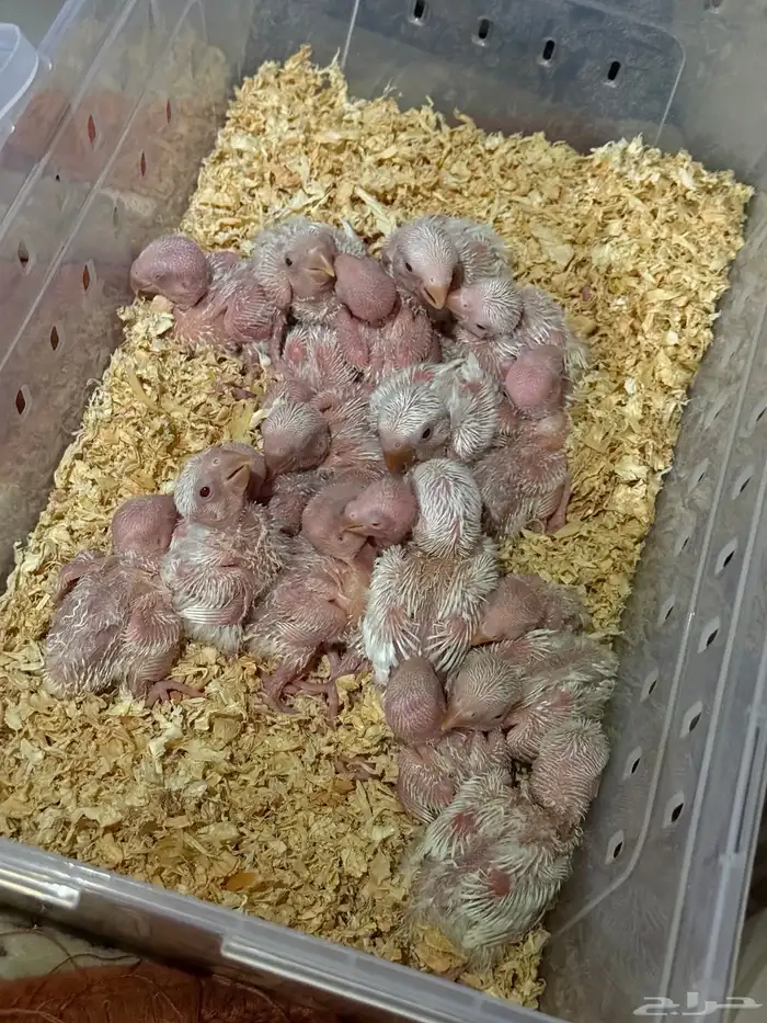 عروووض روز البينو يابلاااش حرررق الأسعار (تم البيع) 0