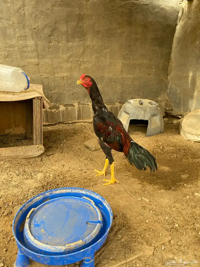 ديك باكستاني 0
