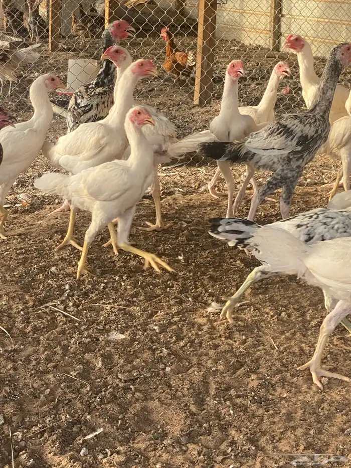 بشاير دجاج سندي كفو 2