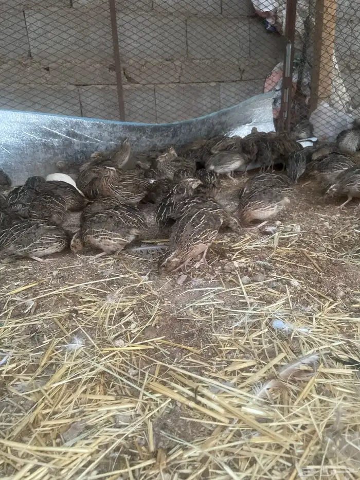 سمان بلدي للبيع 2