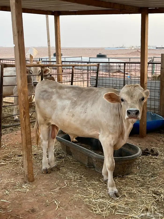 عجل للبيع 0