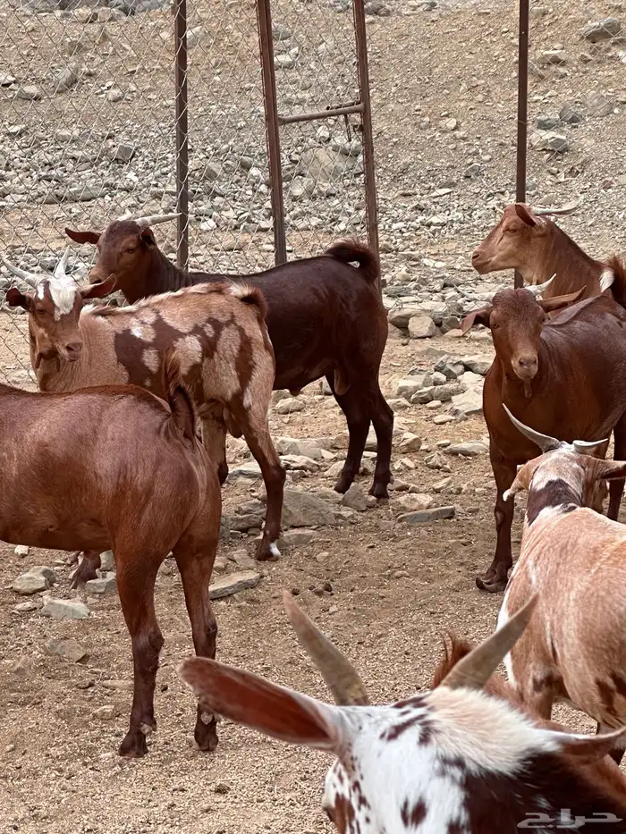 تيوس دهم 2