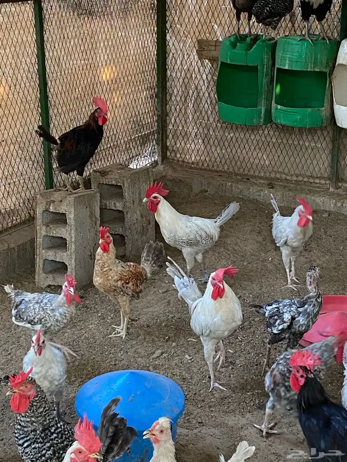 دياكه ديوك ديك 6