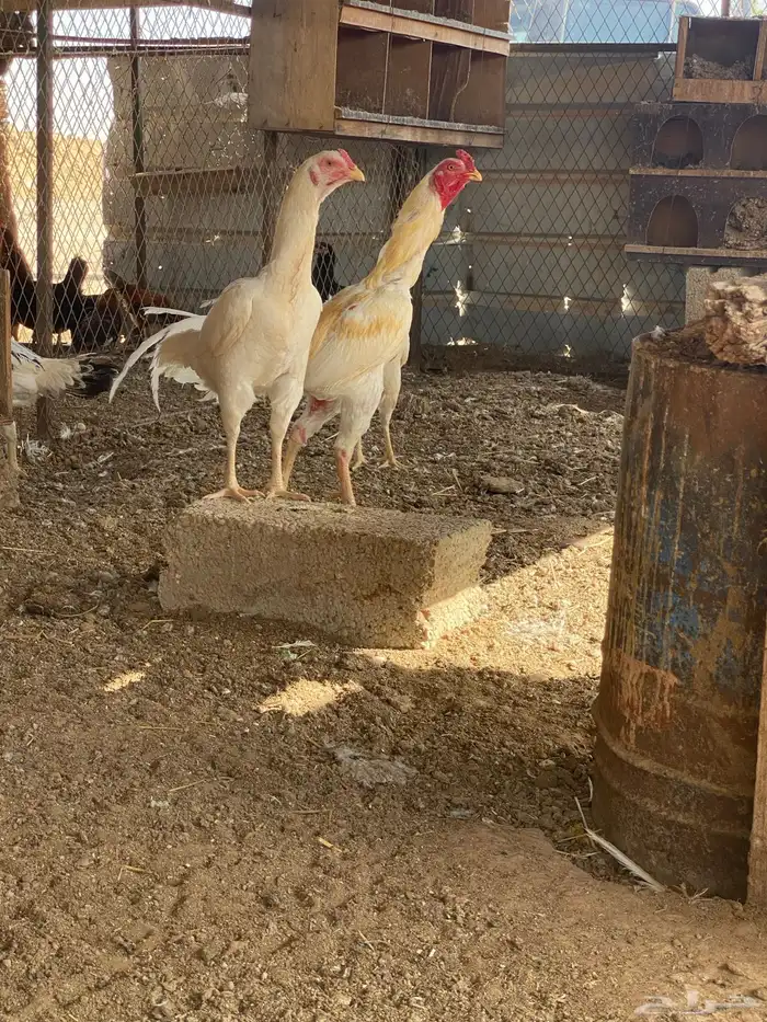 بشاير دجاج سندي كفو 5