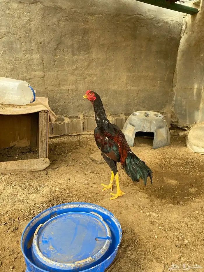 ديك باكستاني 1