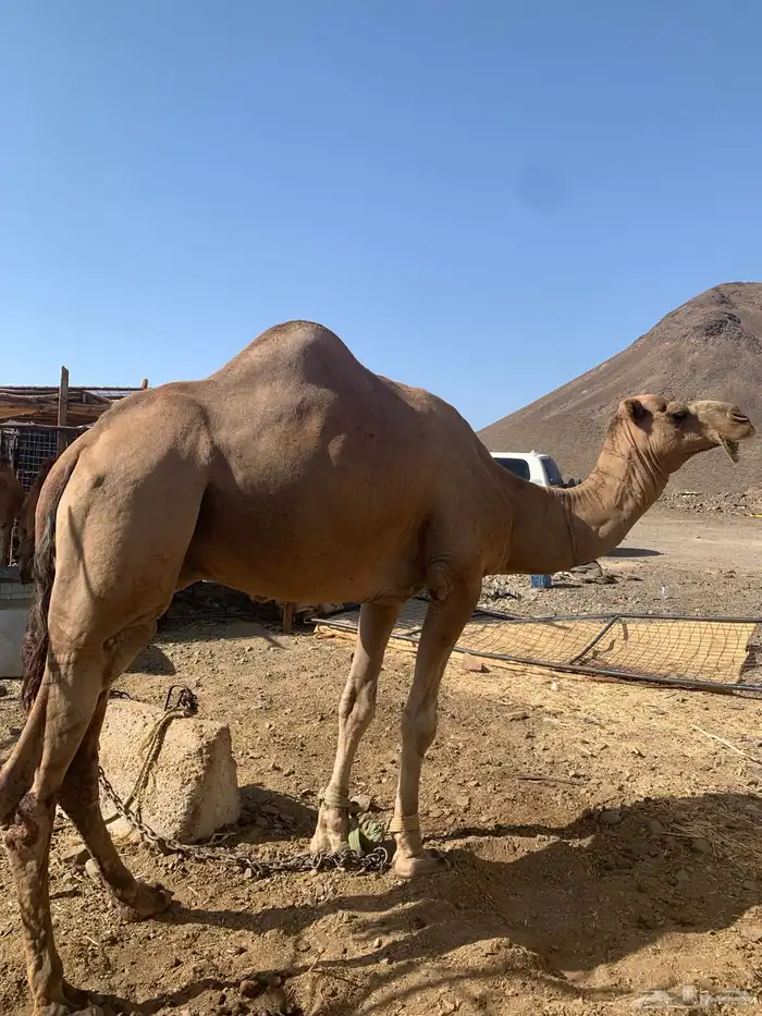 نايه وجمال وحشو 13