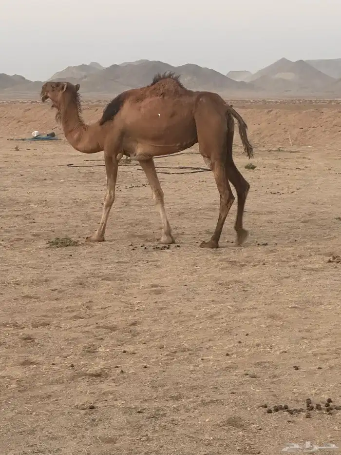 لقحة حمراء ساحليه 7