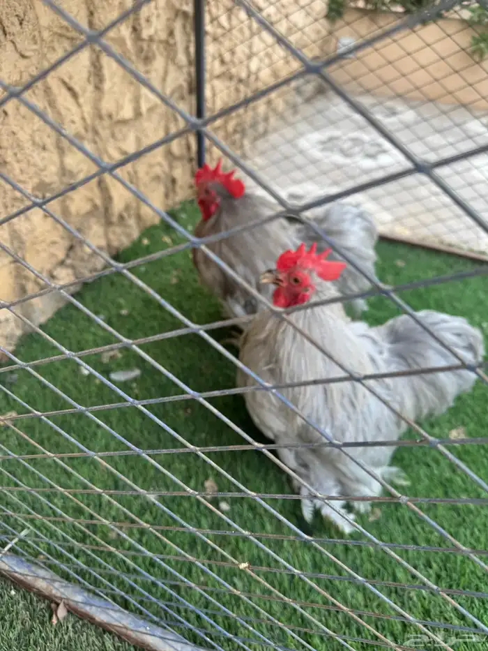 يوجد ديوك كوشن للبيع 1
