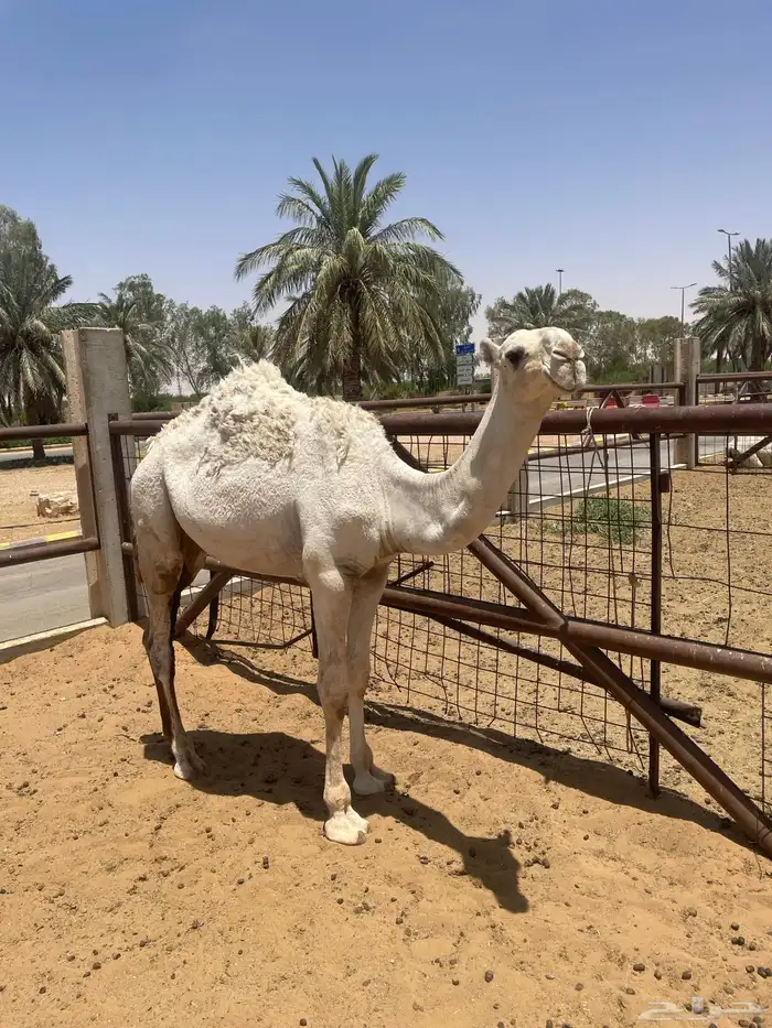 قعود اوضح مفرود 0