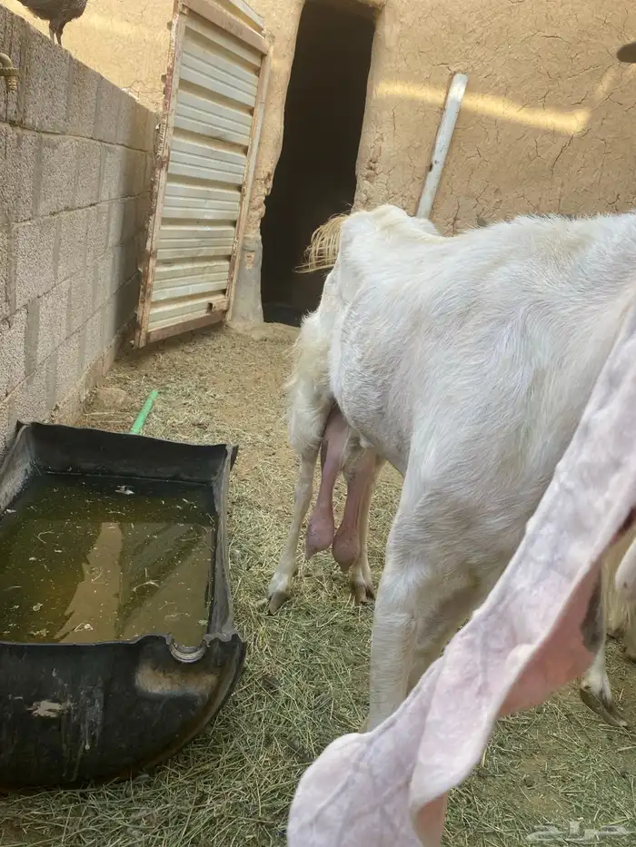 للبيع عنز هولندية معها جفرة 1