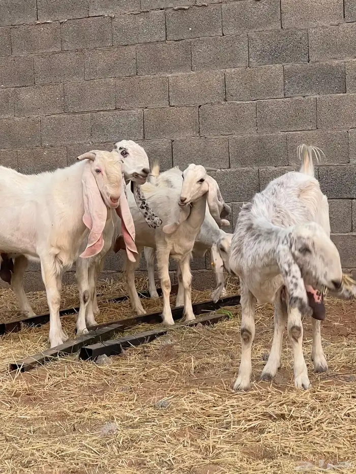 معزاء 1