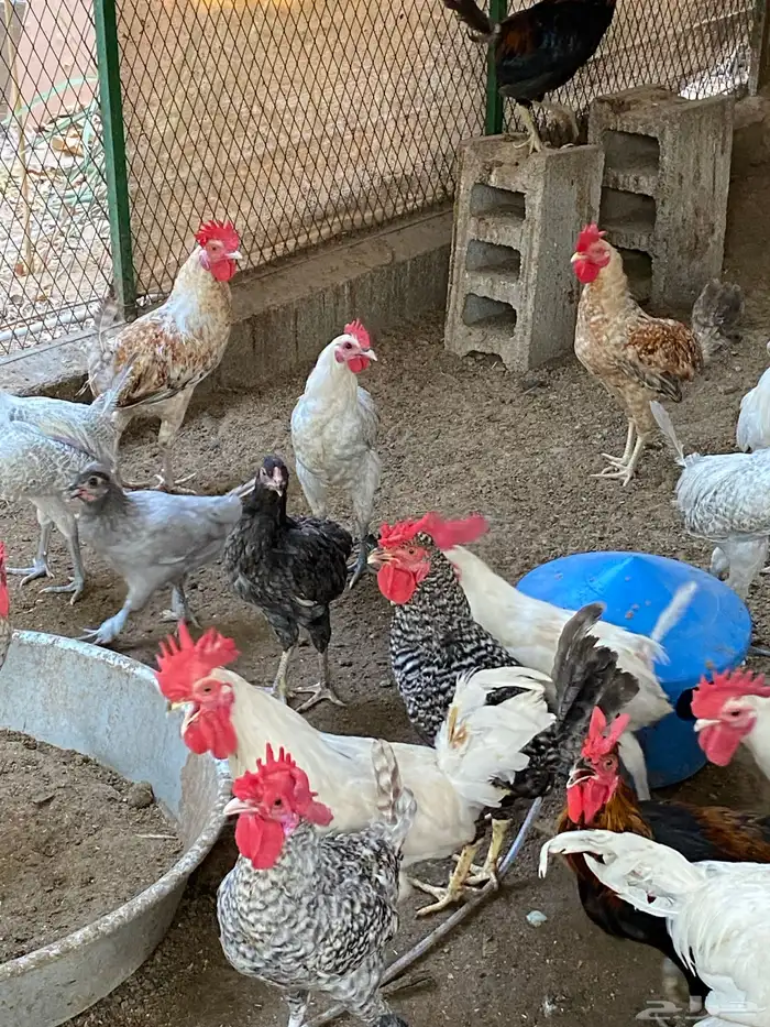 دياكه ديوك ديك 10