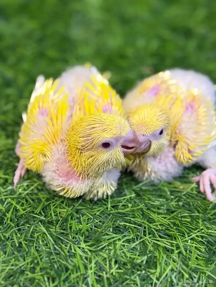 فروخ كويكر لاتينو غر (( تم البيع بل حد المطلوب )) 1