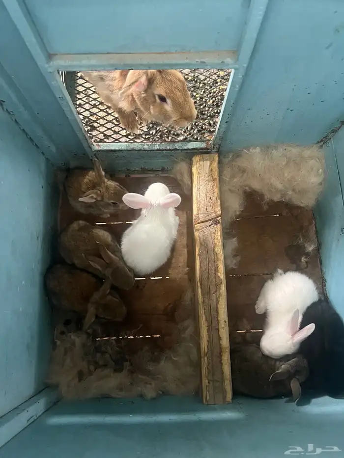 بطاريات أرانب وارانب منتجة للبيع 3