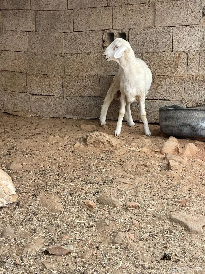مشروع فحل حري فاخر توم 6
