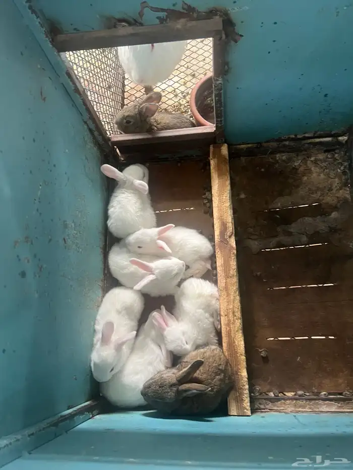 بطاريات أرانب وارانب منتجة للبيع 4