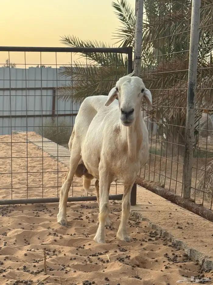 حرية حايل 2