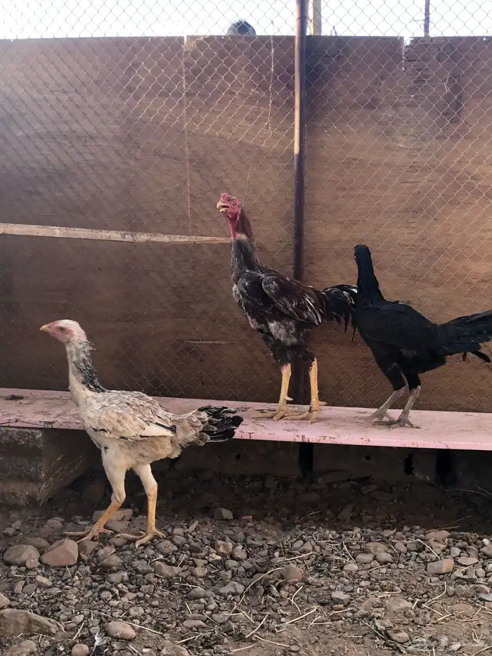 البيع دجاج باكستاني بيض 0