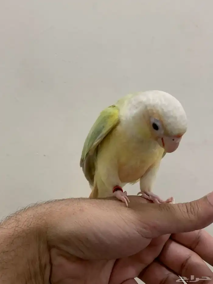 فروخ كنيور مون شك الليف وهدد 2