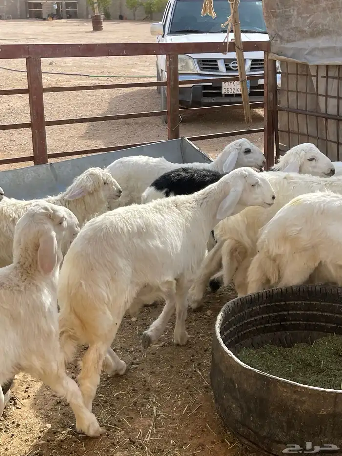 ذبايح هرافى لباني 3