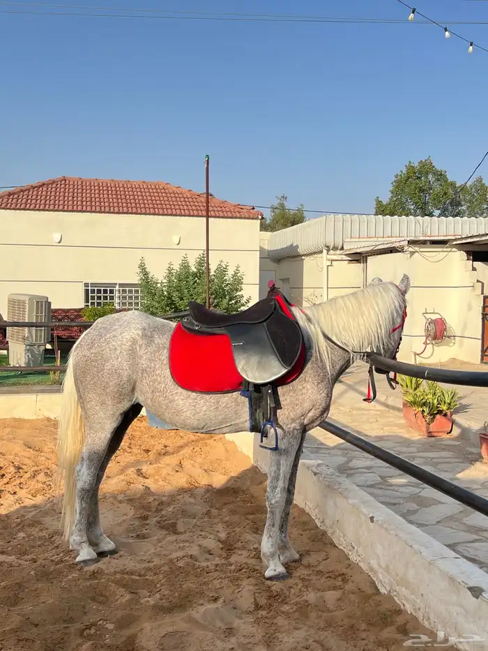مربط الملاذ للخيل العربية 1