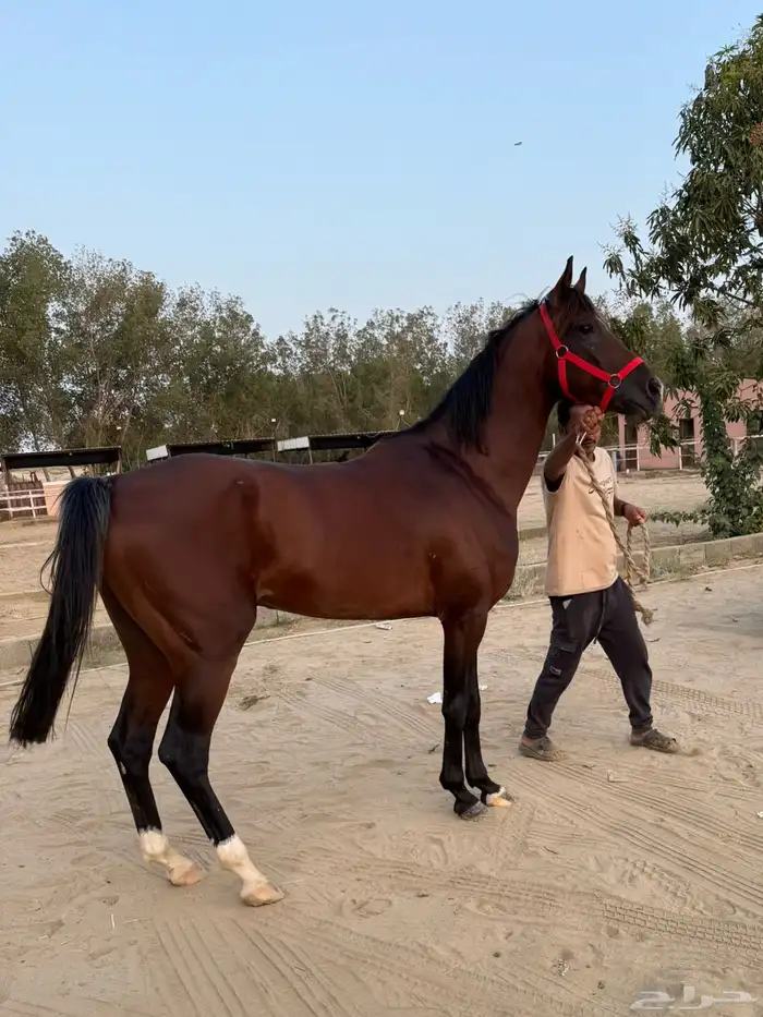حصان شعبي كفو 0