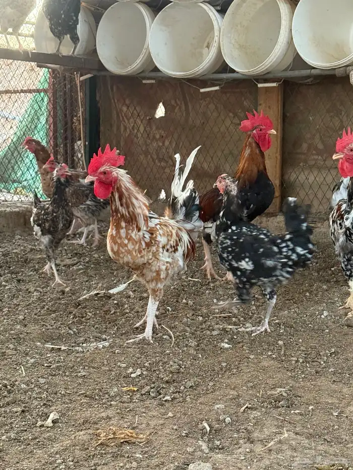 للبيع دجاج عربي ماكونتش نوادر ترثه 4