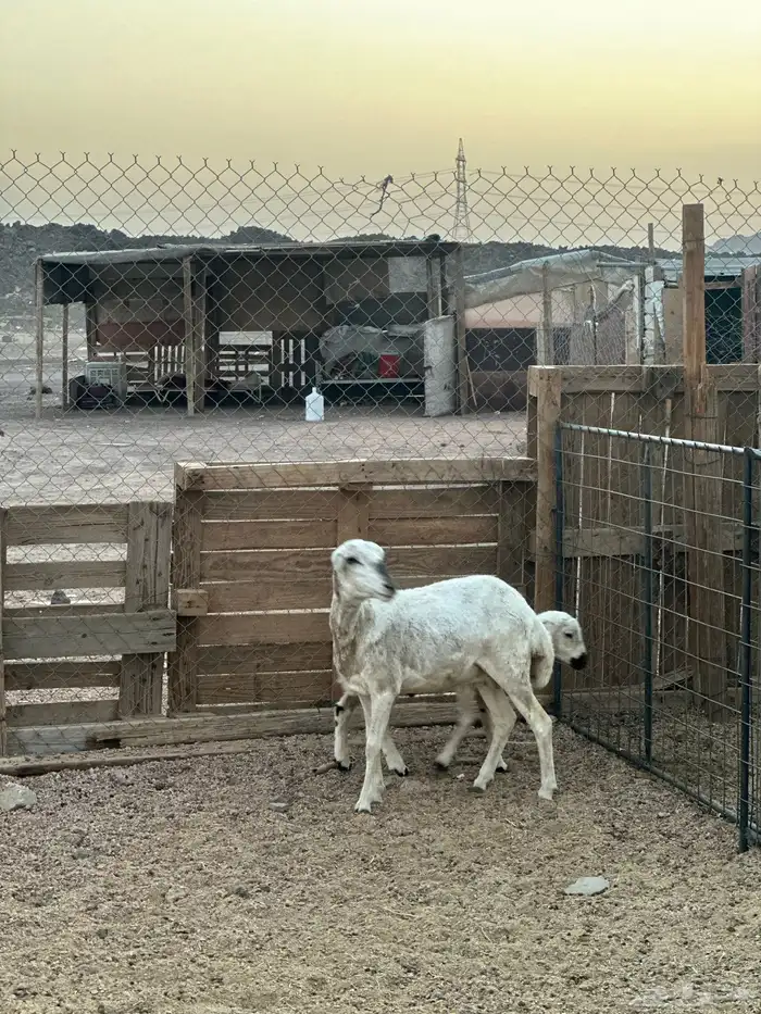 رخل رفيديه والد ثنيه 2