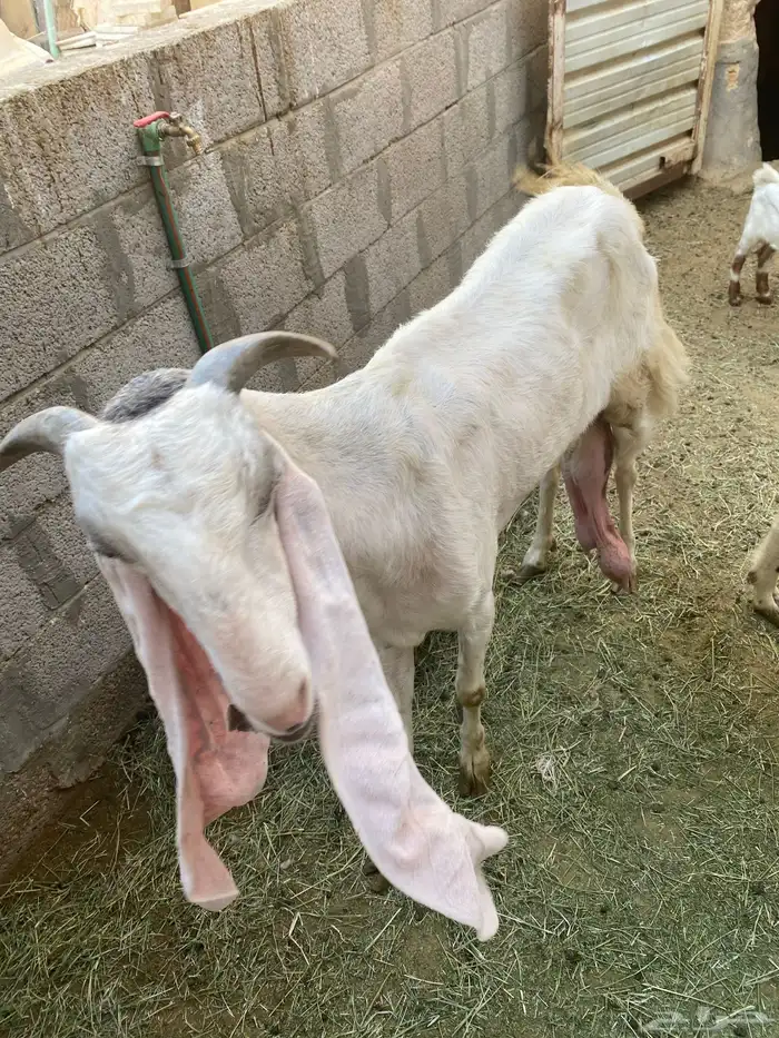 للبيع عنز هولندية معها جفرة 6