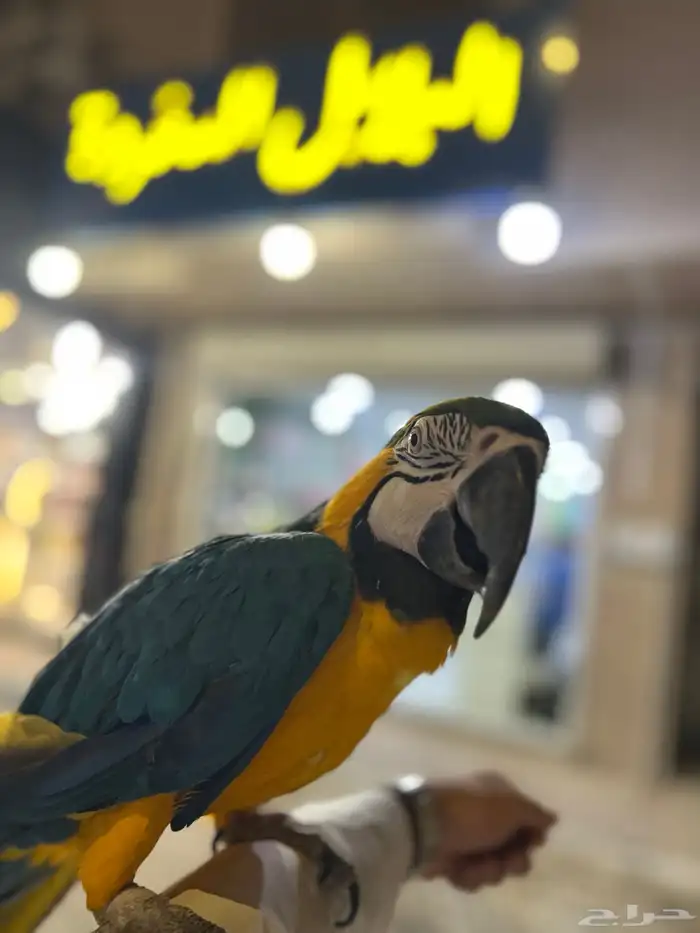 مكاو بلو قولد 5