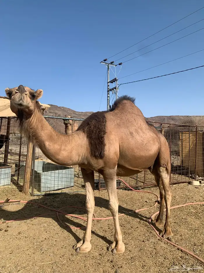 نايه وجمال وحشو 0