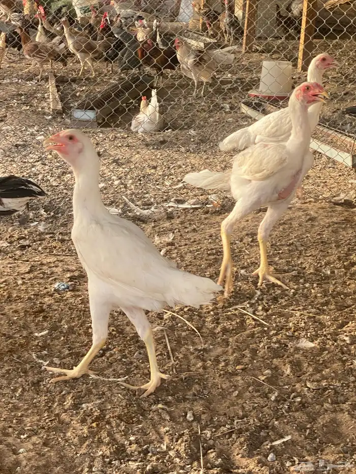 بشاير دجاج سندي كفو 1