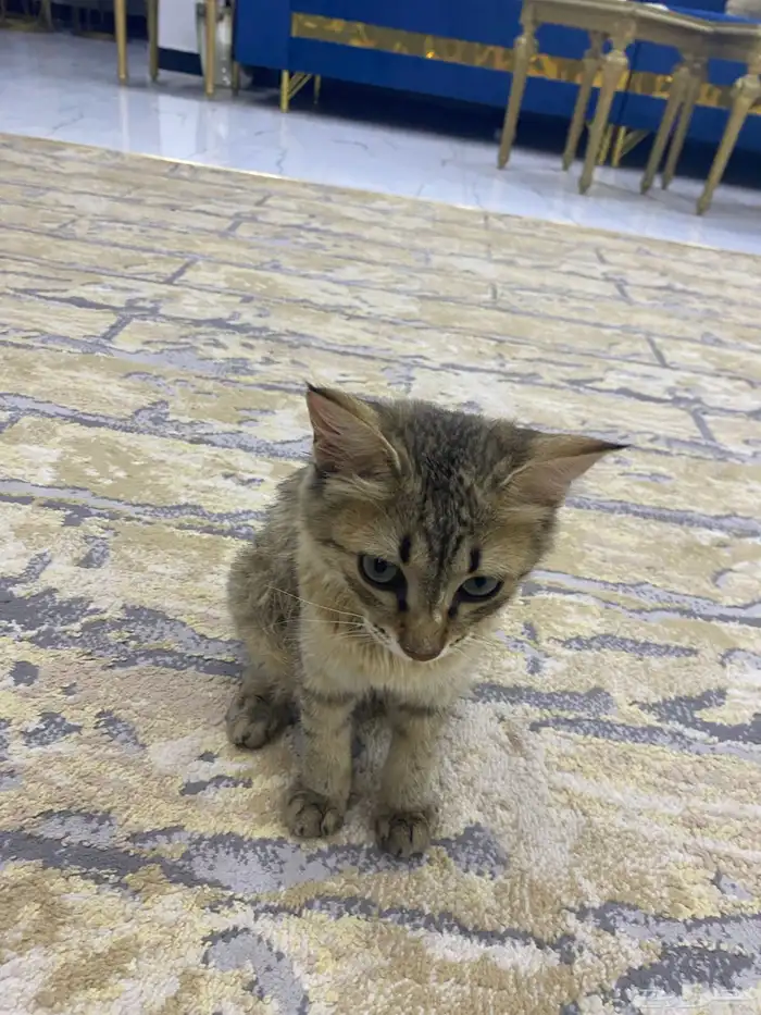 قطوة شيرازي للبيع على السوووم 1