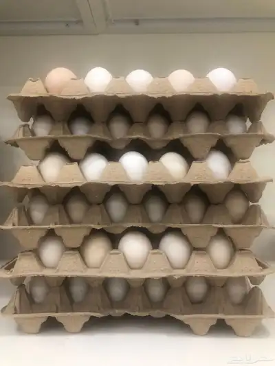بيض بلدي 0