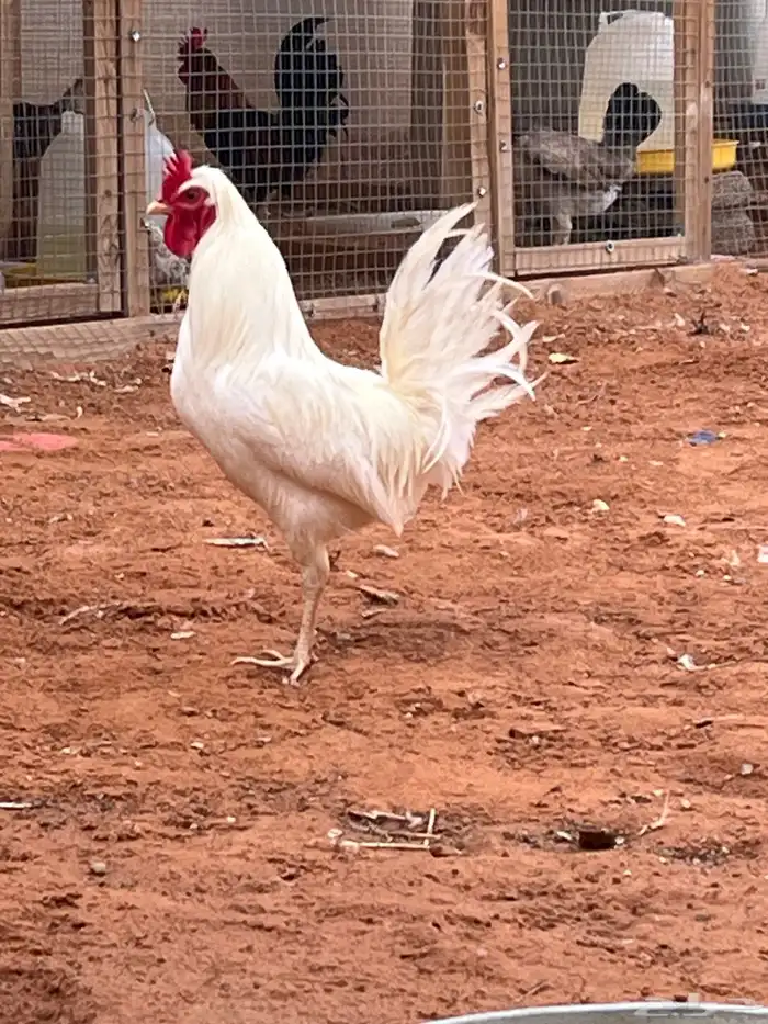 ديك عربي افرق 0