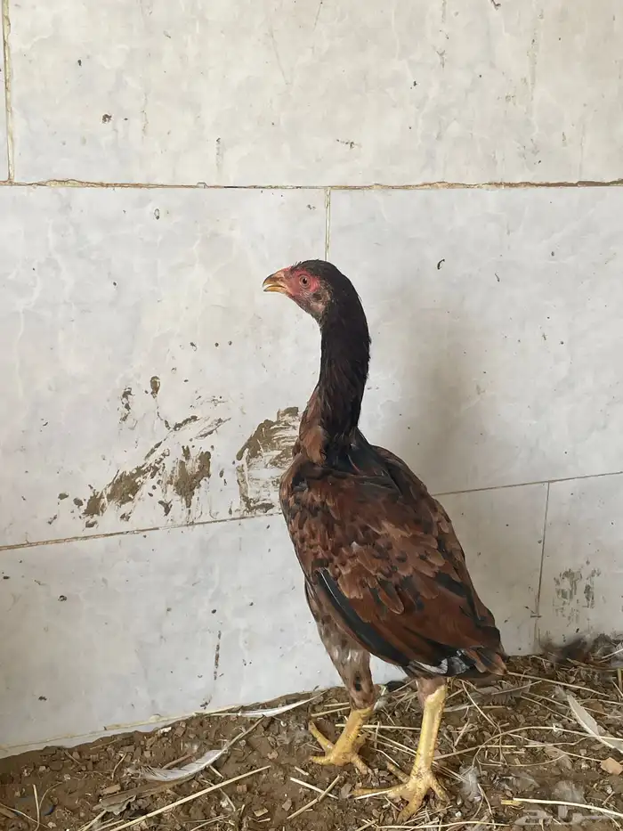دجاجة باكستانية 3