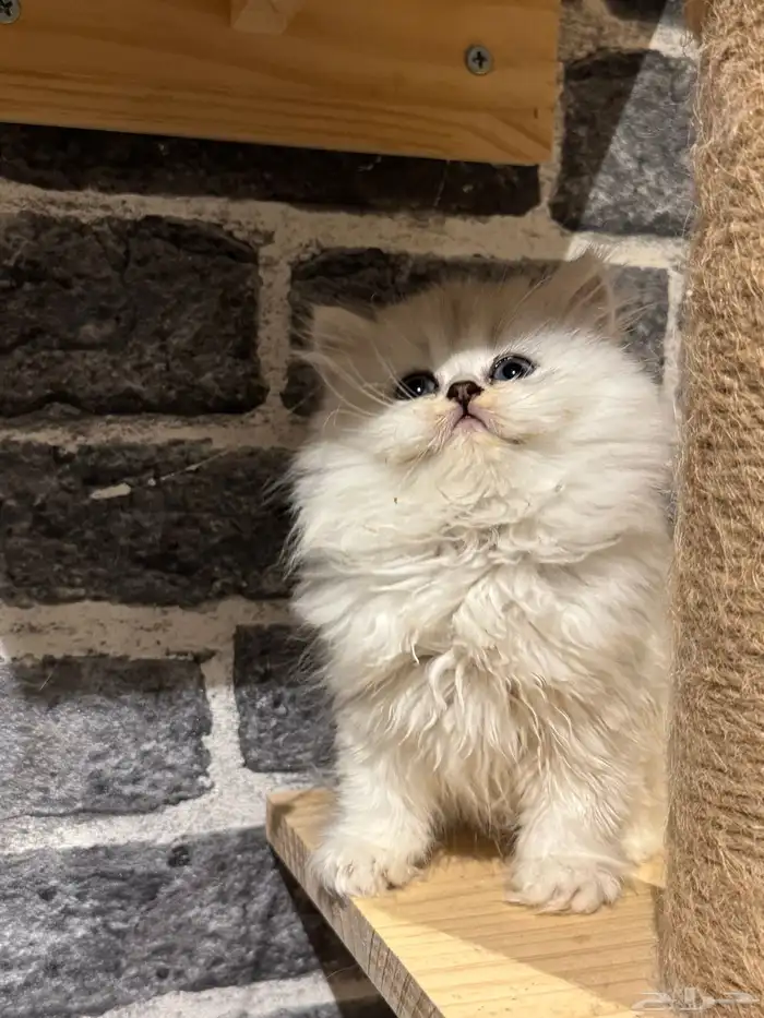 قطط سكوتش 0